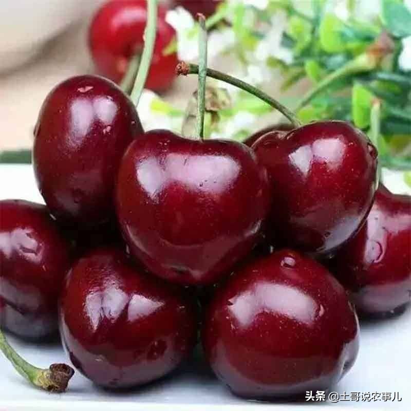 种甜樱桃的老农,利用残次品生产樱桃美酒,你也可以试试