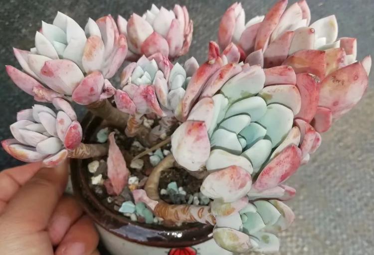 多肉养出状态来有多美？这102种多肉控养上色之后美呆了