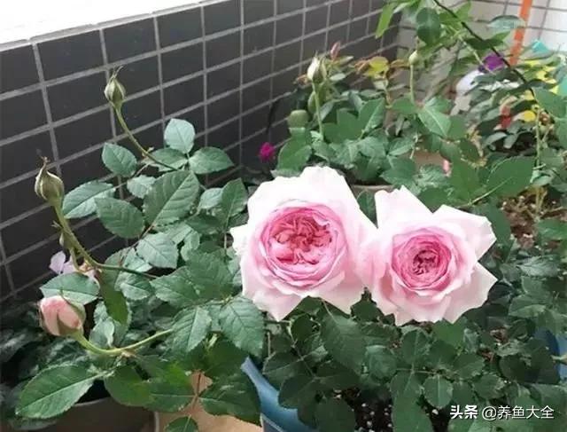 发霉的大米洗洗晒晒就可以了吗,发霉的大米千万不要吃