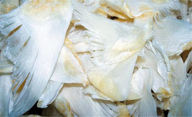 鱼翅怎么吃有营养好吃,鱼翅真的没有营养吗