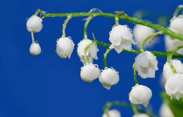 铃兰花怎么养才能更茂盛,铃兰花怎么养才好看