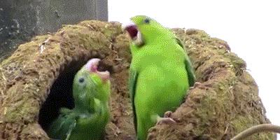 鹦鹉为什么能够模仿人类的语言,鹦鹉会模仿人类的动作吗