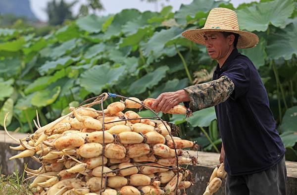 买莲藕牢记这4点再也不会买错,买莲藕要擦亮眼睛