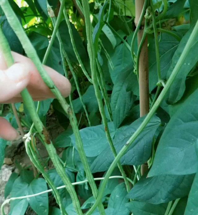 豆角上的青虫和钻心虫有什么区别,豆角里面有钻心虫是怎么回事