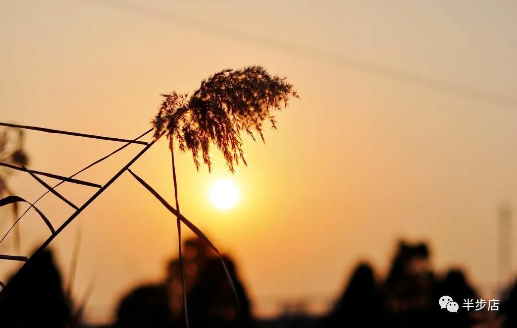 绽放的芦花（散文）作者：王学龙