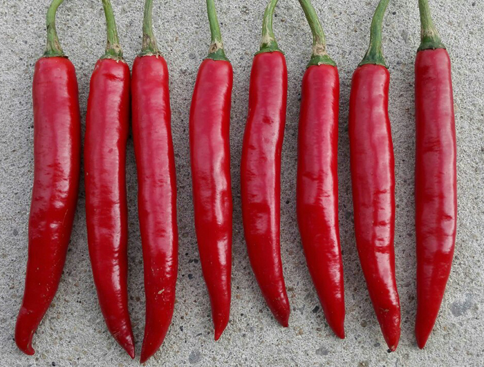 中国最辣的辣椒出自贵州吗,四川最辣的辣椒是什么