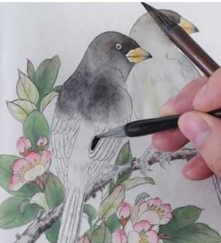 蜡嘴雀工笔画,蜡嘴鸟画画教程