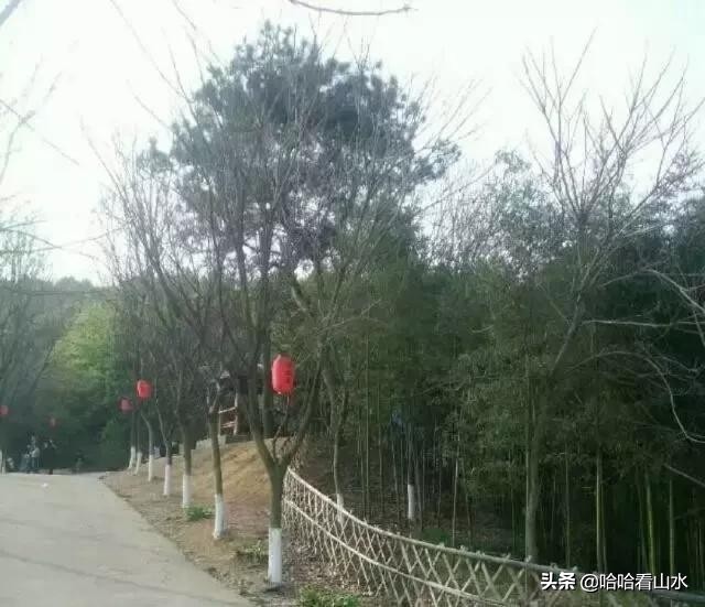 希尔寨，花的世界，花的海洋