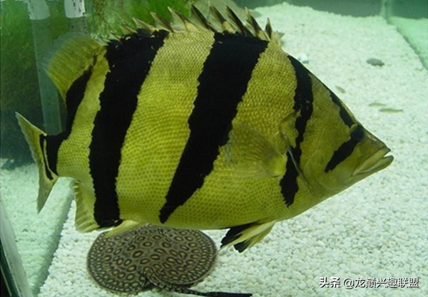 泰虎鱼贵还是印尼虎鱼贵呢,印尼四纹虎鱼和泰国虎鱼的区别