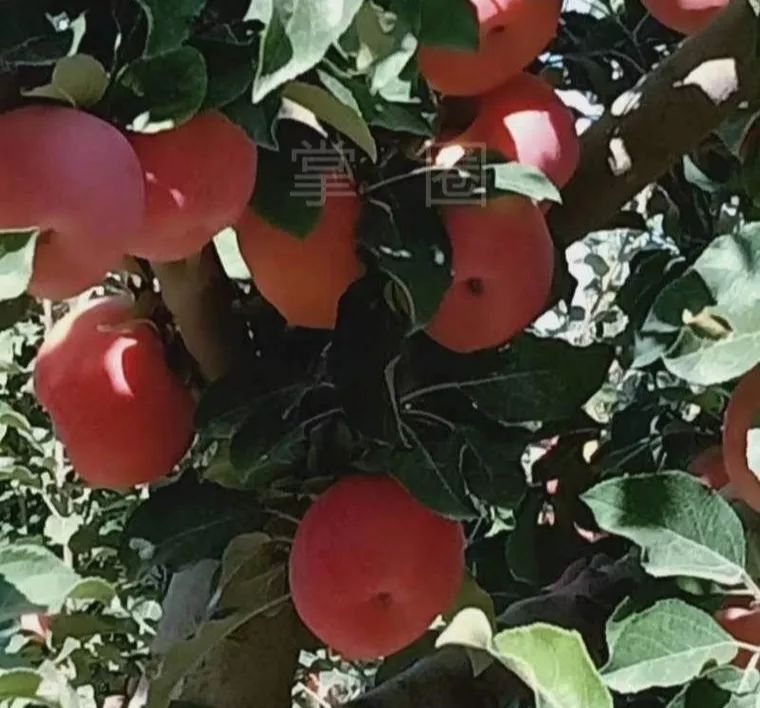 阿克苏农林牧副渔转让,阿克苏农林牧副渔微动力果园转让