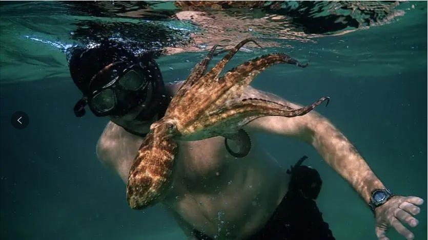 日本关于生死的书,日本动物的生死书