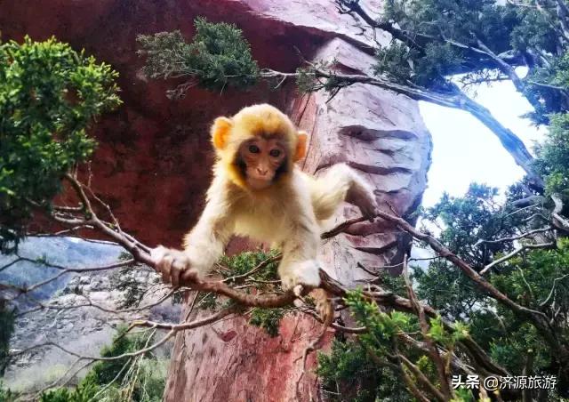 春暖花开踏青热，五龙口景区迎来春游小高峰！