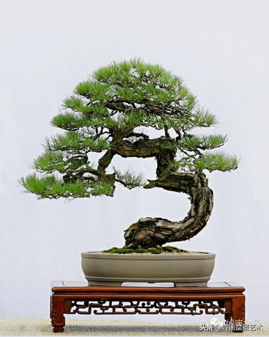 拍卖28万的盆景,藏家盆景