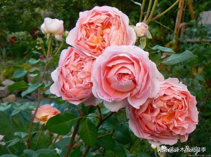 月季叶子掉光变成光杆了怎么回事？用这几招让你的月季满血复活