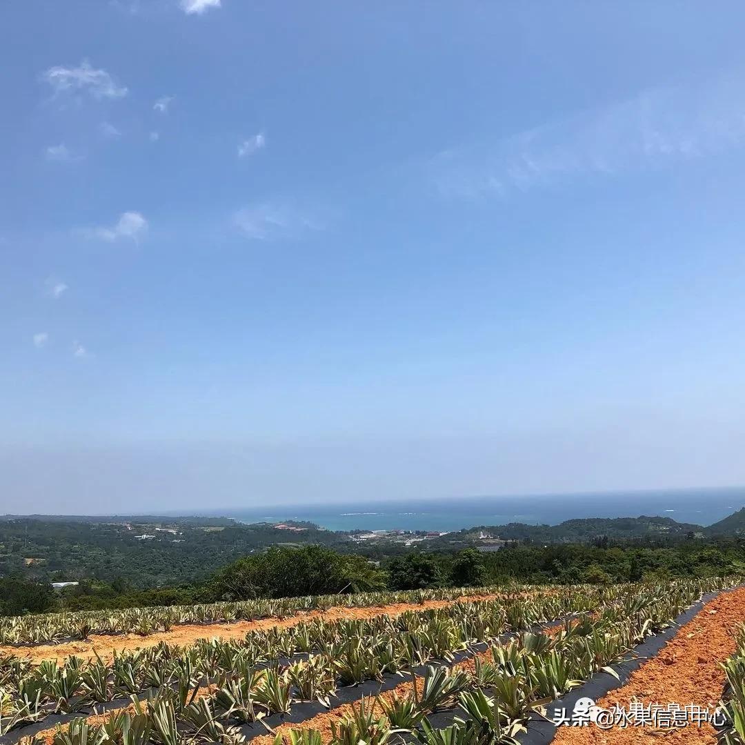 日本进口的菠萝,日本菠萝