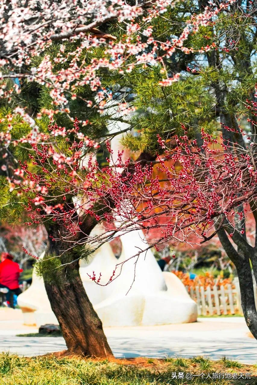 北方这座海滨老城，樱花不输日本，浪漫更胜巴黎