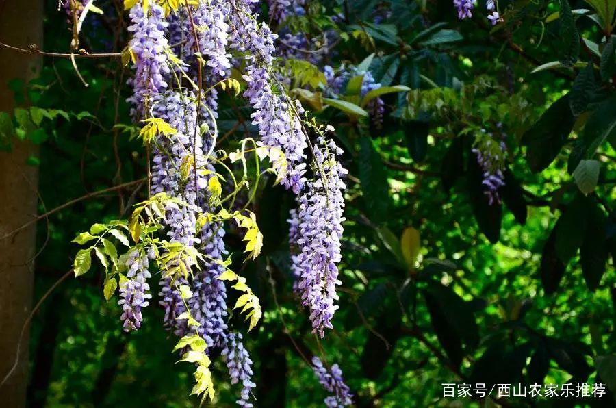 苏州西山免费打卡,苏州东山风景区网红打卡