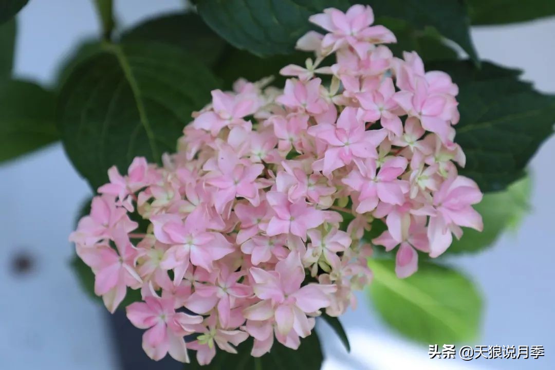 绣球季家里不缺花，全场8折迎初夏