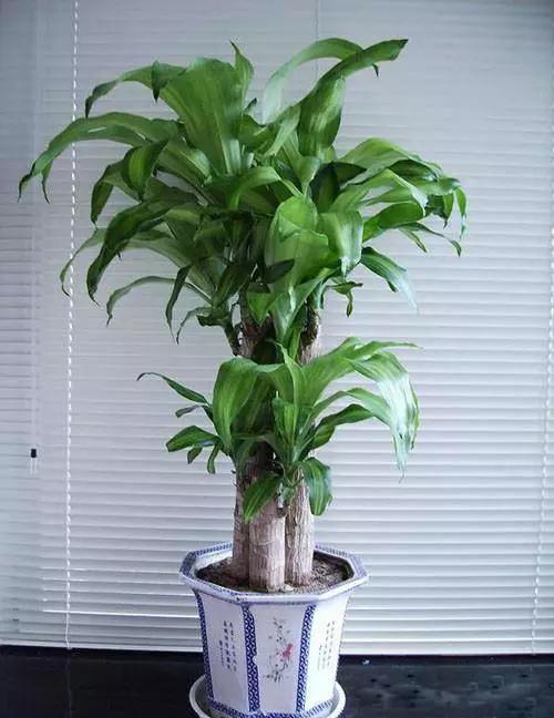 送给喜欢种花的人什么礼物,想养花却把花养死