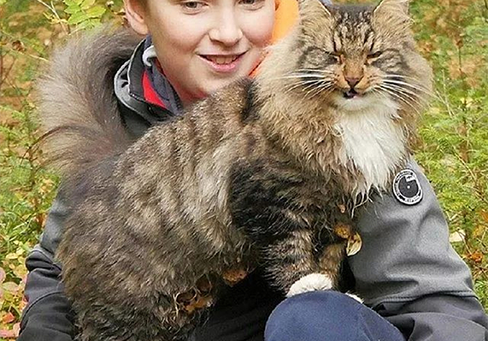 芬兰居民”云养“霸王猫，观其壮硕体型，网友感慨：这是熊吧？