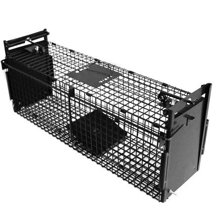 猫跑丢了怎么找回来,猫跑丢了怎么能把它呼唤回来