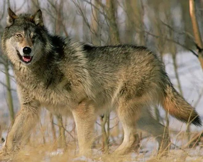 疫情后中国广告销冠全员战狼赢销力军团必须要牢记的50句格言