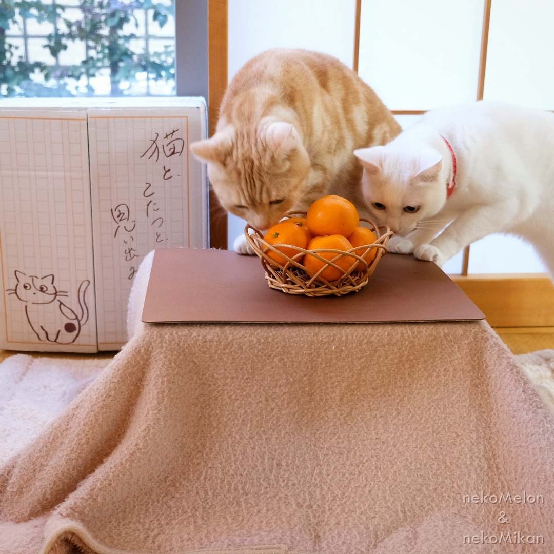 日本网店出奇招拉生意,橘子箱可变成猫用被炉,引得猫奴买箱还橘