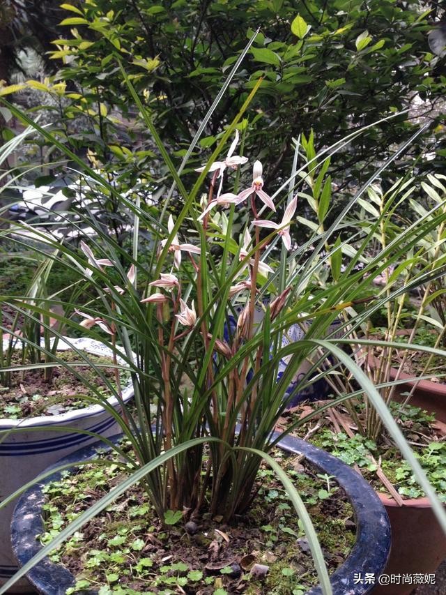莲瓣兰有收藏价值吗,莲瓣兰12名品图解