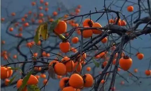 陕西蓝田山沟沟村庄,我的老家在蓝田