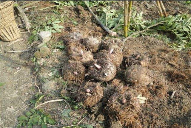 四川珠芽黄魔芋种植高产栽培技术,湖北珠芽黄魔芋种植高产栽培技术