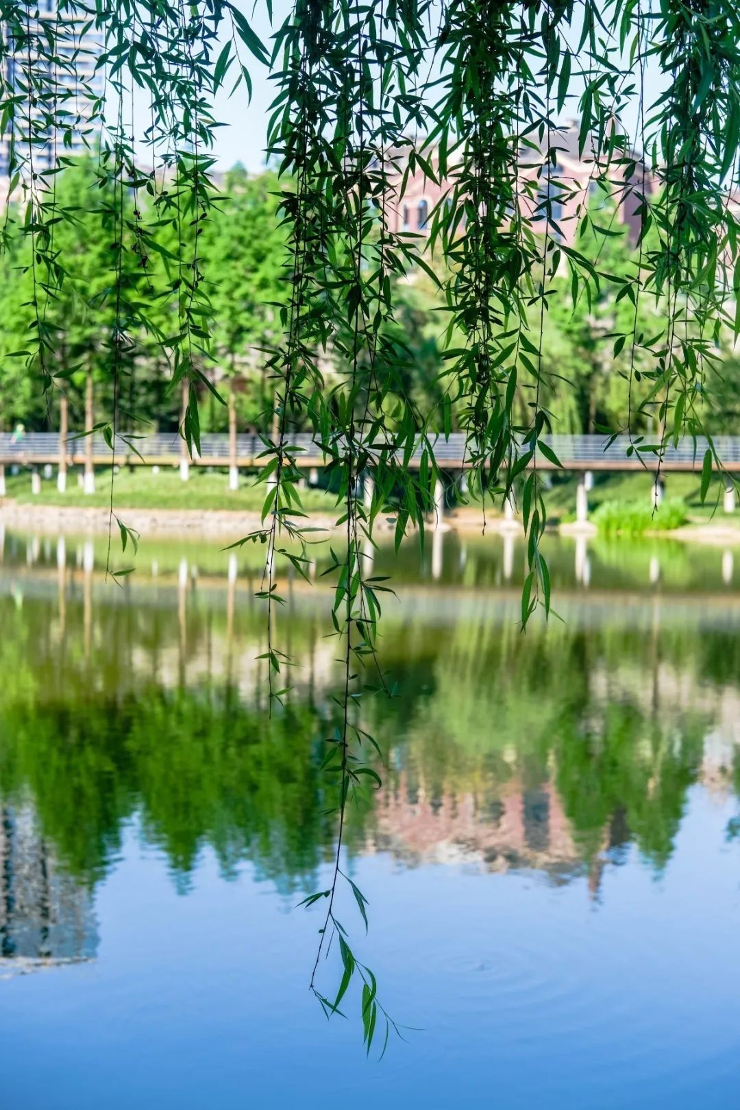 春意盎然的湿地公园,一个风景如画美丽休闲的公园