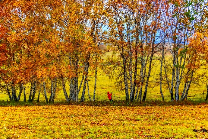 秋季最美的白桦林风景,坝上草原白桦林秋色图片