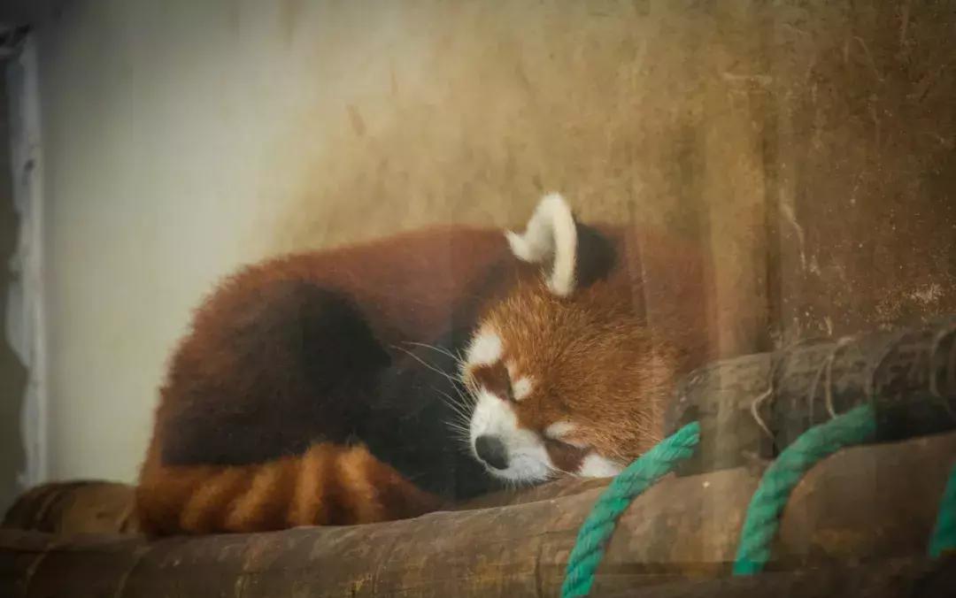 睡以食为天,睡不好的吃货福音来了!