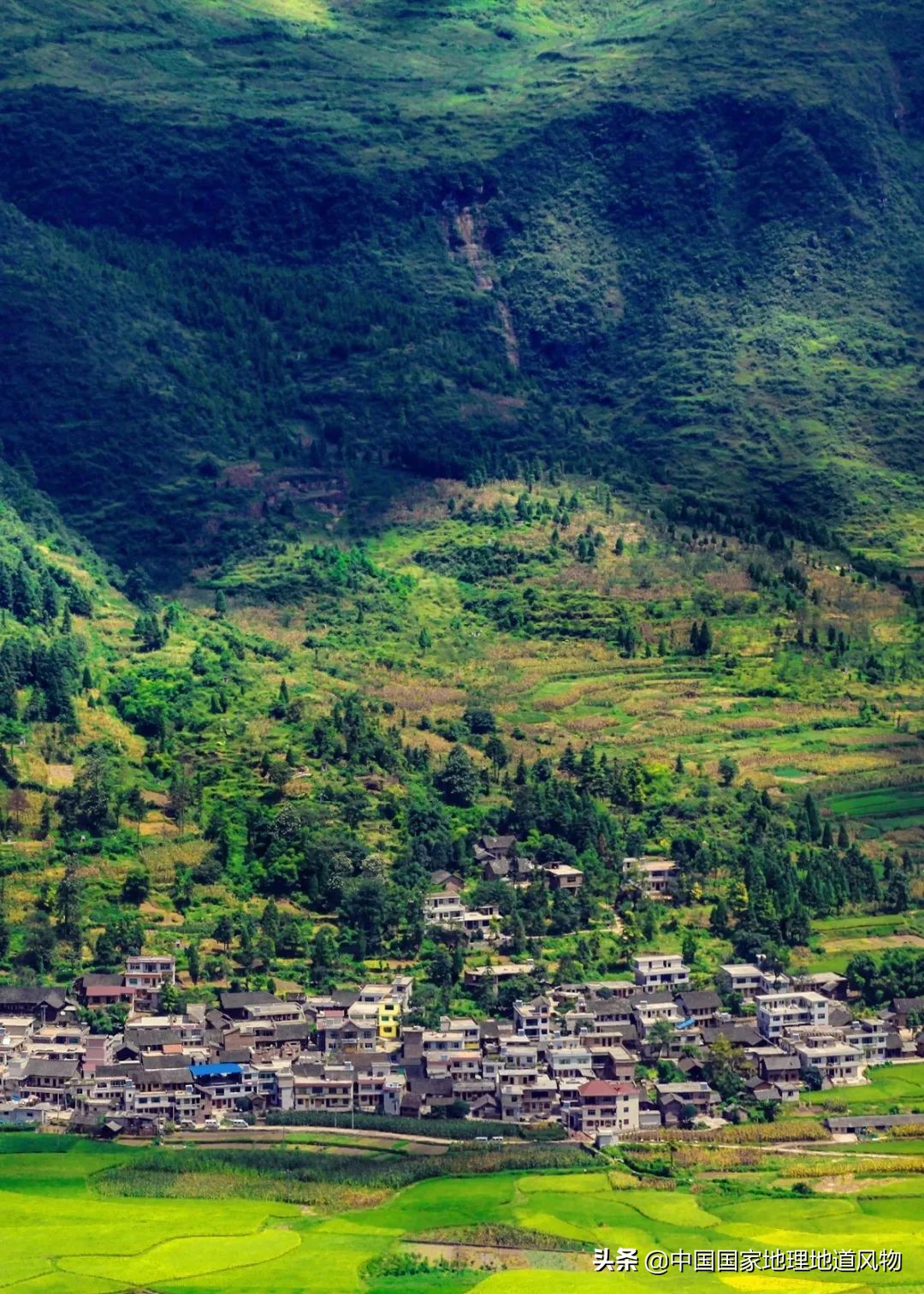 中国茶叶分布图,中国茶区详细分布图