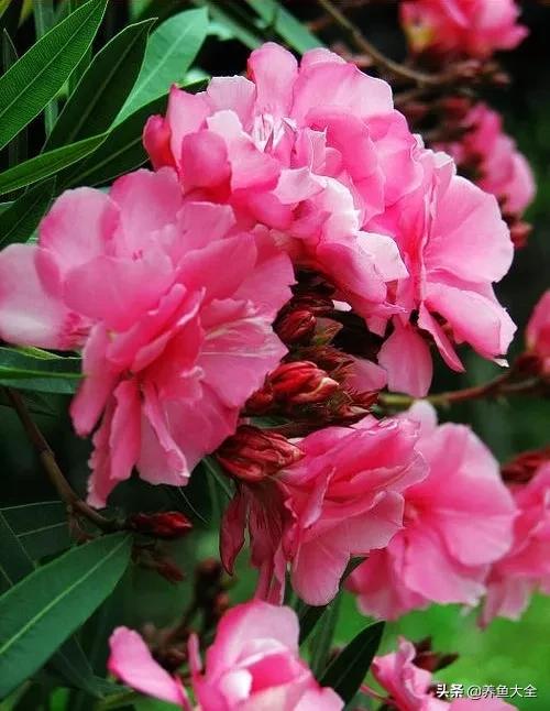 一至十二月的花期,12月到2月份的花期