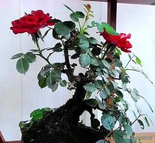 如何把月季养成老桩,月季怎么养成小老桩