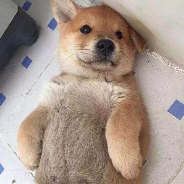 最常见的土狗有哪些,哪种品种土狗比较小又要好看