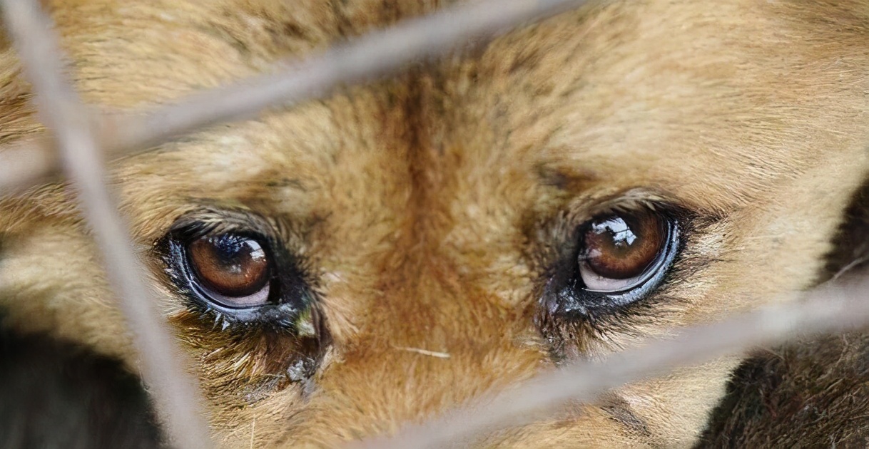 狗狗尿液像油一样是怎么回事,狗狗尿液黄是什么原因