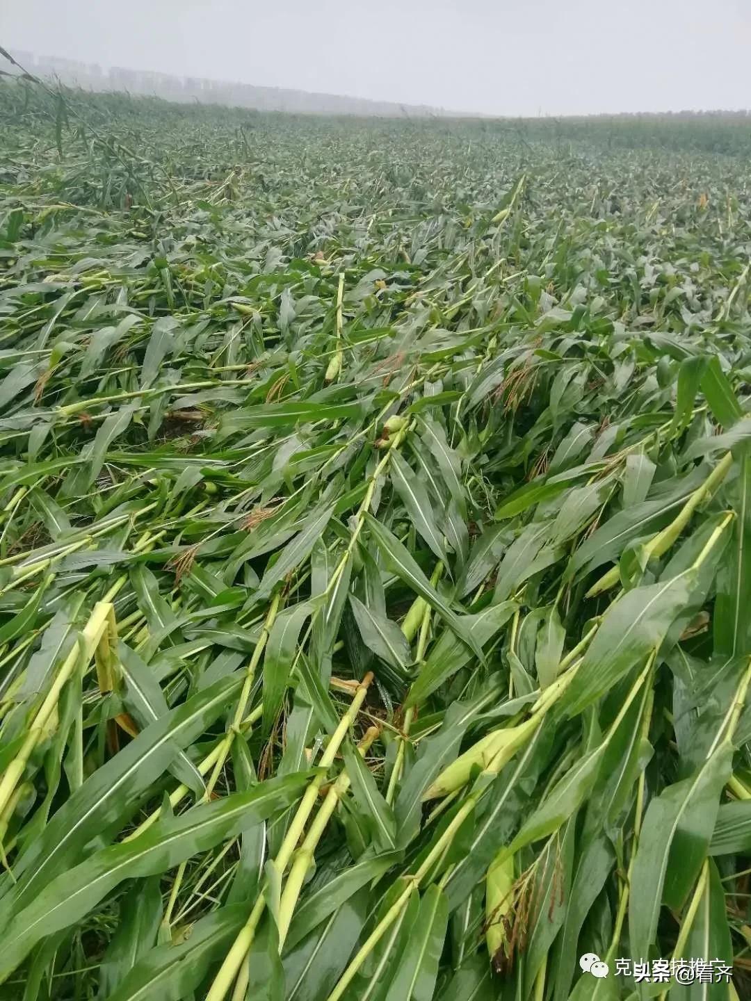 台风致黑龙江玉米倒伏,黑龙江玉米台风灾害