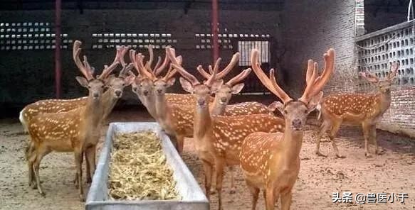 未来10年畜牧行业前景,未来五年养殖十大商机