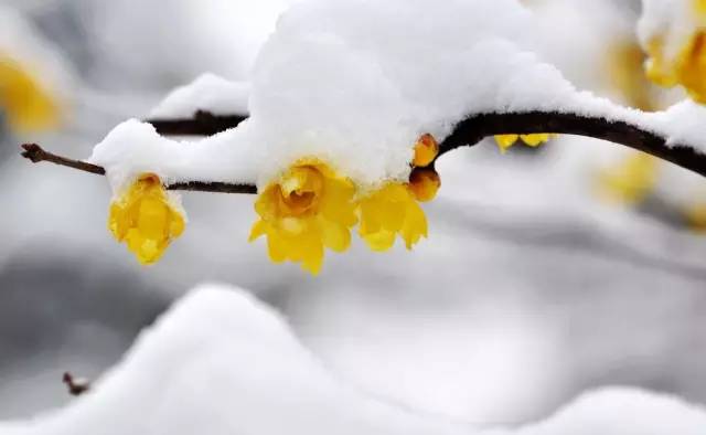 园林设计植物一览表图,神贴十大经典