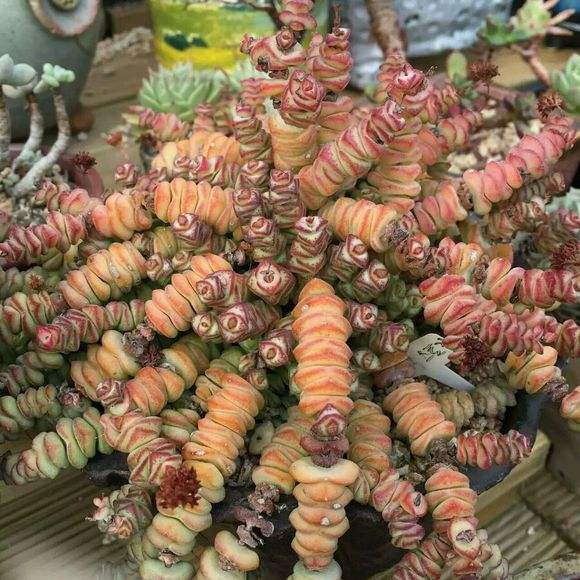 多肉植物钱串怎么养,钱串多肉植物怎么养护