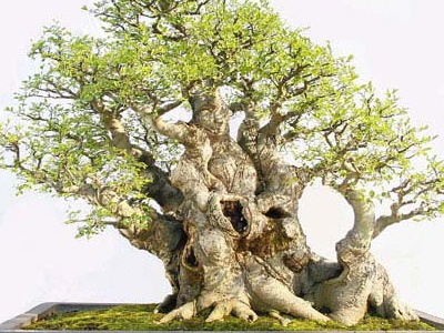 榕树盆景施什么肥料最好,榕树肥料配方大全