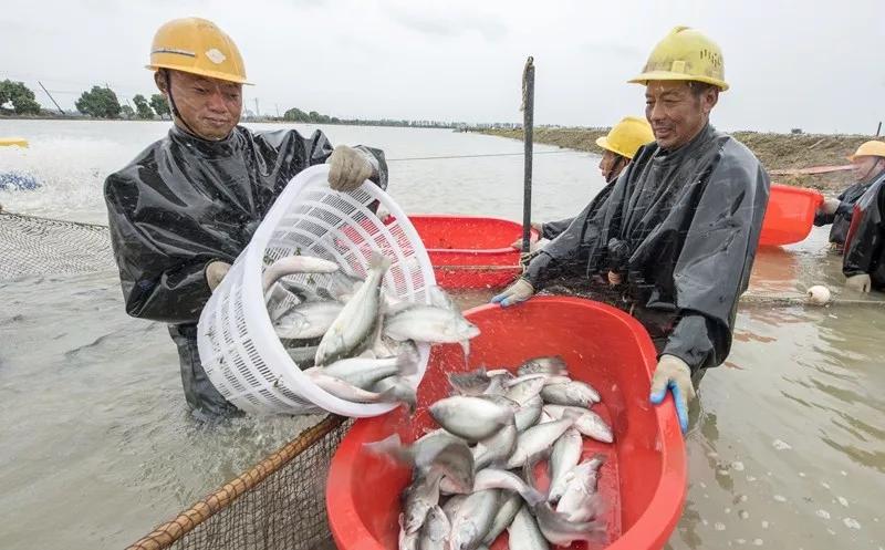 加州鲈亩产,加州鲈年亩产