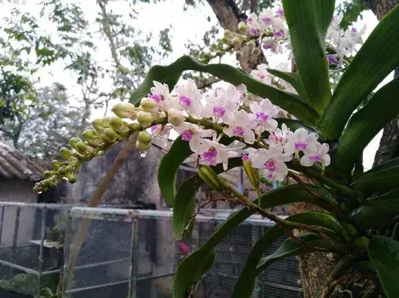 开花时间最长最香最好养的兰花,一年四季开花的兰花有几种