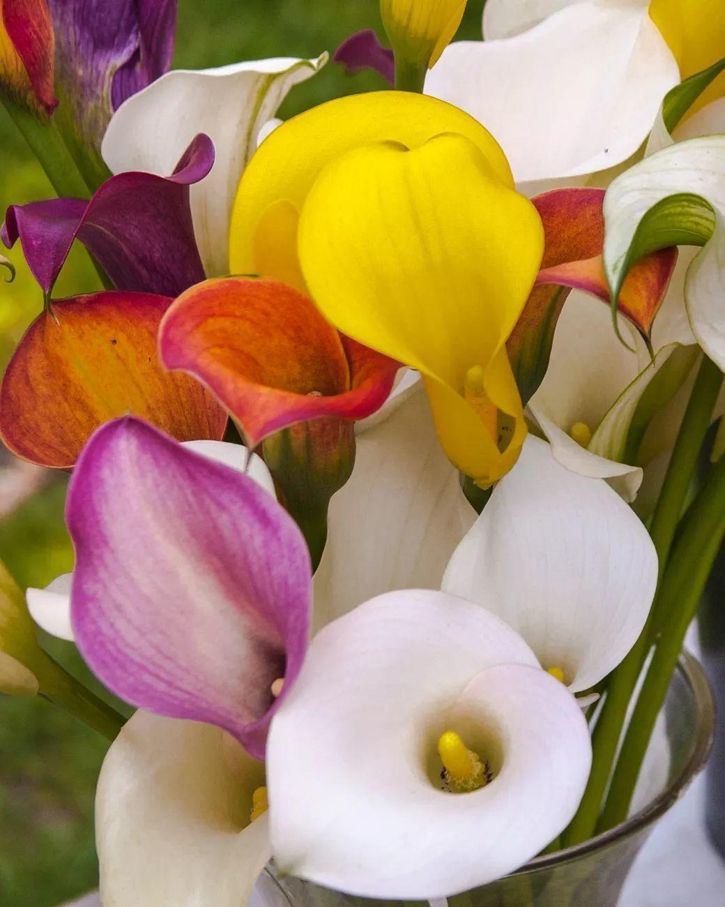 马蹄莲怎么养殖,彩色马蹄莲秋天的养殖和护理