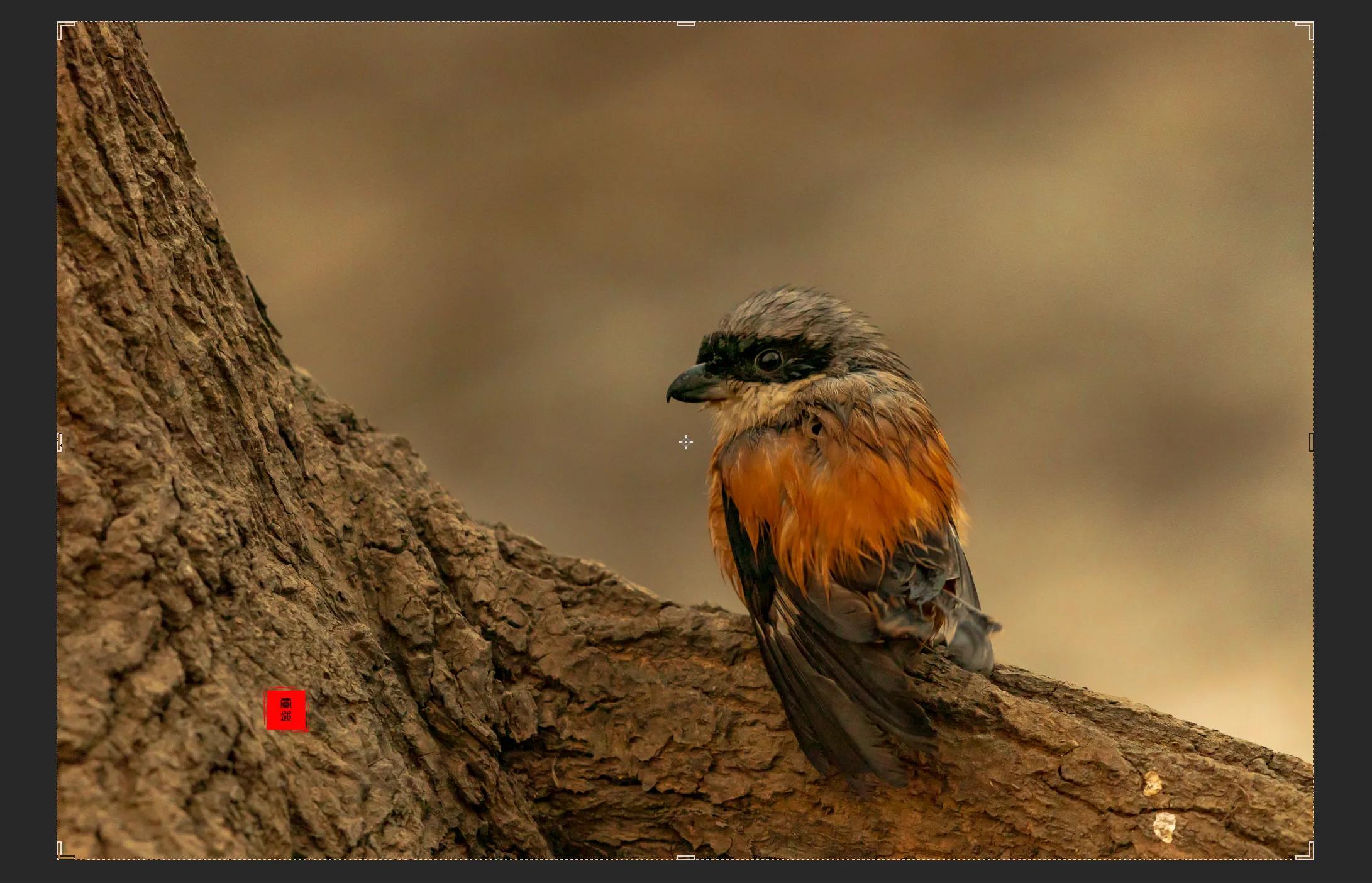 暴雪要来了最低零下三十度,暴雪真的要来了吗