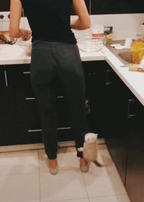 猫咪的八种习性图片,猫咪的七种性格