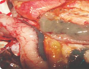 鱼类越冬综合征怎么处理,鱼类暴发性出血病最佳治疗方法