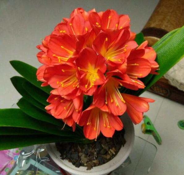 君子兰开花叶子油亮,君子兰如何养护可以每年开花2次